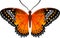 Butterfly Cethosia biblis butterfly vector image