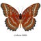 Butterfly - Cethosia biblis. ClipArt.