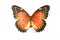 Butterfly Cethosia biblis isolated