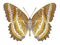 Butterfly Cethosia biblis underside