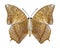 Butterfly Charaxes bernardus underside