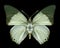 Butterfly Charaxes eupale