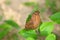 Butterfly (chocolate pansy/ junonia iphita)