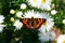 Butterfly on chrysanthemom - nature pictures
