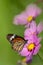 Butterfly on the Chrysanthemum with butterfly