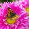 Butterfly on a chrysanthemum flower