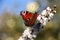 Butterfly on a cimicifuga inflorescence.