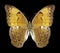 Butterfly Cirrochroa tyche