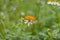 Butterfly clinging to flower