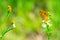 Butterfly clinging on a yellow flower pollen