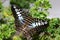 Butterfly Clipper Parthenos sylvia tropical butterlfy