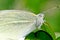 Butterfly close up shows every scale on the wing