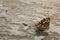 Butterfly with Closed Ornate Wings Drinking