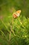 Butterfly with closed wings on a white flower. High quality photo.. Selective focus