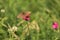 Butterfly with closed wings on a white flower. High quality photo.. Selective focus