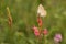 Butterfly with closed wings on a white flower. High quality photo.. Selective focus