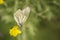 Butterfly with closed wings on a white flower. High quality photo.. Selective focus