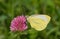 Butterfly on the clover