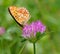 Butterfly on clover