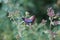 Butterfly clover zygaenidae