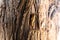 Butterfly cocoon camouflaged on tree bark