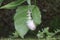 A butterfly cocoon is hanging on a leaf of a wild plant that is ready to hatch into a beautiful butterfly.