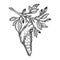 Butterfly cocoon on tree sketch engraving vector