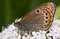 Butterfly Coenonympha leander