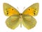 Butterfly Colias aurorina (female) (underside)