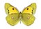 Butterfly Colias crocea (female) (underside)