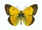 Butterfly Colias crocea (male)