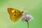 The butterfly Colias hyale collects nectar on a forest flower on a summer day