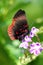 Butterfly collecting pollen