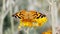 Butterfly Collecting Pollen From A Flower