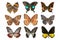 Butterfly collection