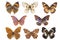 Butterfly collection