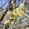 Butterfly collects nectar on the flowering tree