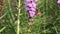 Butterfly collects nectar on flowers