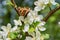 Butterfly collects nectar on the flowers of Apple tree in spring