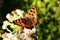 The butterfly collects nectar on the garden BlackBerry. Close up