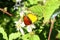 The butterfly collects nectar on the garden BlackBerry. Close up