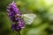 Butterfly collects nectar on purple flowers