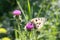 Butterfly collects nectar from a purple thistle flower
