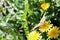 Butterfly collects nectar from a yellow dandelion