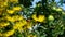 Butterfly collects pollen from elecampane flowers