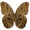 butterfly with colored wings like the eyes of an owl to mime and