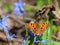 Butterfly - comma Polygonia c-album feeding on spring flowers