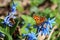 Butterfly - comma Polygonia c-album feeding on spring flowers