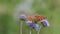 Butterfly Comma (Polygonia c-album) is on a purple flower