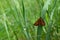 Butterfly comma Skipper Hesperia comma (Linnaeus)